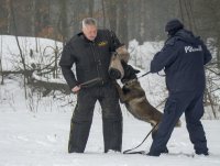 Owczarek belgijski - policyjny pies służbowy wykonujący polecenia swojego przewodnika - atakuje tak zwanego &quot;pozoranta&quot;