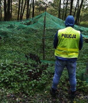 policjant podczas oględzin zabezpieczonej plantacji konopi indyjskich