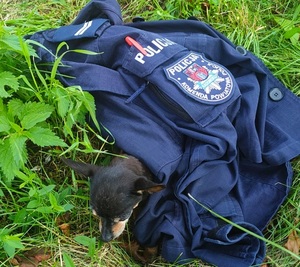 Pies okryty mundurem policyjnym.