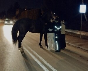 Koń na ulicach Radomska.